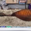 Harmony H42 A Style Mandolin 1950s Burst Price $299 - Image 14